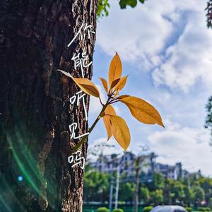 你能听见吗（Cover：Jocie）