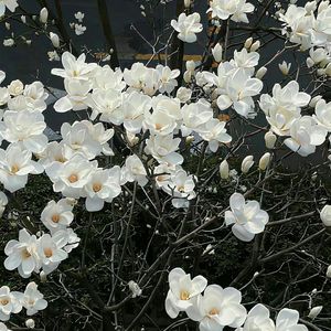 Simon（cover周菲戈）