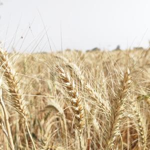 Fade Away (feat. Anna Annelie)