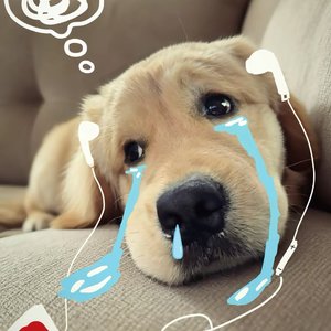 슬픈 강아지（悲伤小狗）