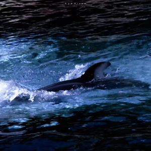 于娜懿-风平月（顾盼 remix）