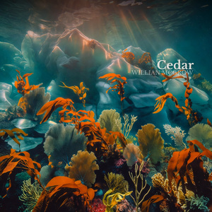 Cedar