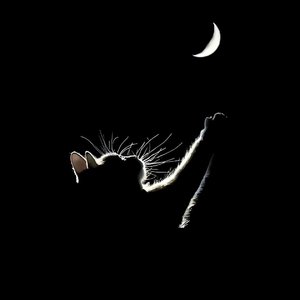 你在人间偷听爱情