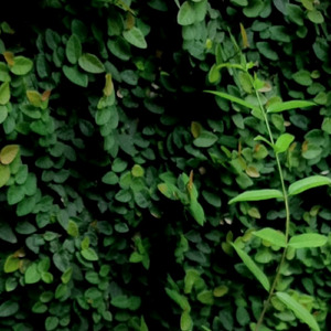 The nature