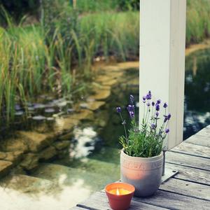 花盆与薰衣草 (2)