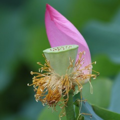 湖畔的情人美丽的城