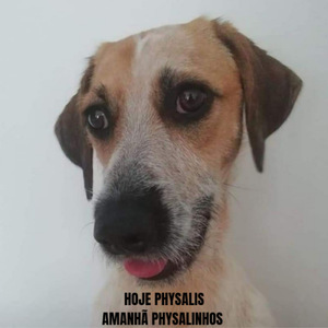 Hoje Physalis, Amanhã Physalinhos