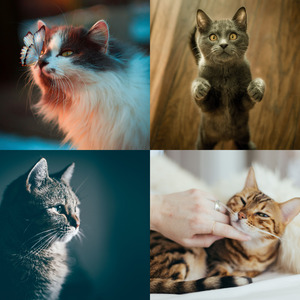 优美可爱猫咪器乐