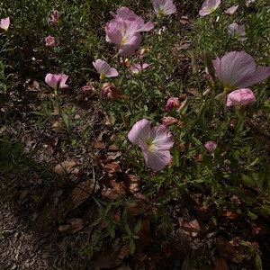 maybe girl（prod FRESH_ye)