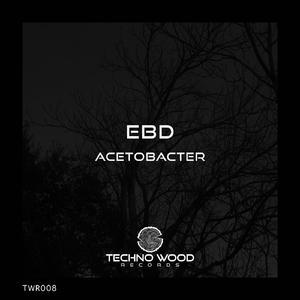 Acetobacter