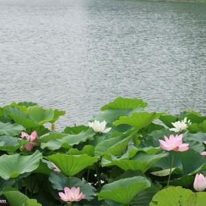 小苹果（翻自 筷子兄弟）