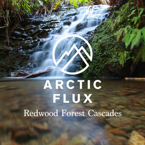 Redwood Forest Cascades III