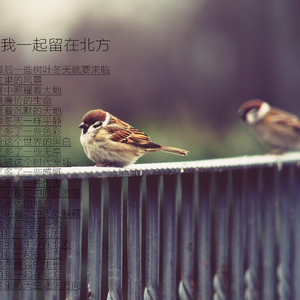 麻雀和我一起留在北方