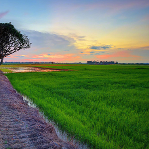 寻找五月玫瑰瓶的语句