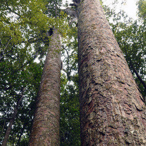 Kauri Forest