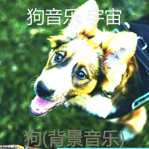 阳光明媚-睡觉的小狗