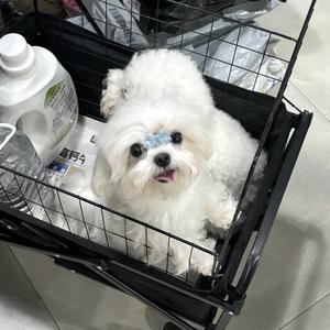 有你在（cover rosy赵露思）