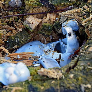 California (Sone Institute Mix)