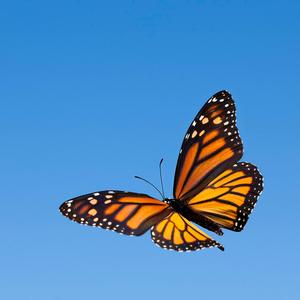 Party Girl (St Tropez)