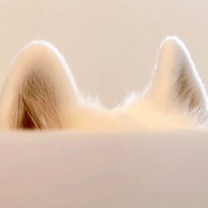 雨蝶