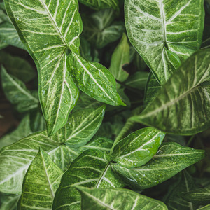 Fnf Deap Hope Guitar