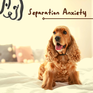 Separation Anxiety