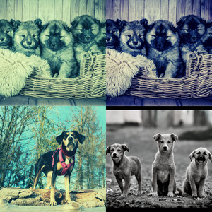 微妙的可爱的狗心情