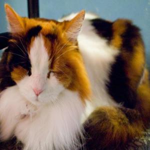 三毛猫三吉の一日