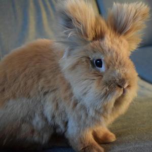 Société Huilière de Diego et de Peros