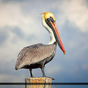 Pelican's Daughter