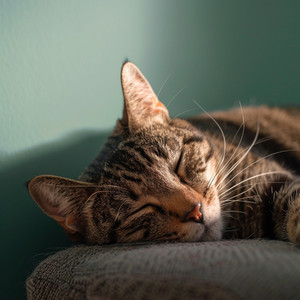 Acordes De Siesta De Gato