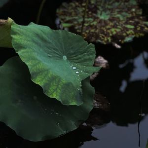 留得残荷听雨声