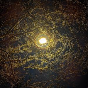 Night Walk