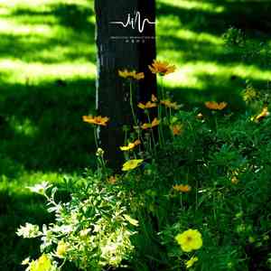 清风暮色 (疏解烦恼古琴)