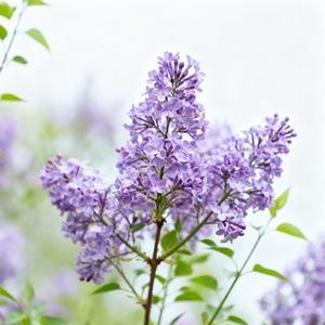 丁香花结了又结