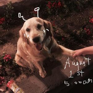 郑国锋-就这样吧（林脸盲 remix）