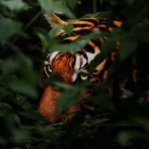 Kristian Blak-Toccata