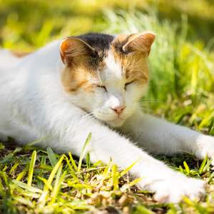 安抚万物 (舒缓纯音乐)