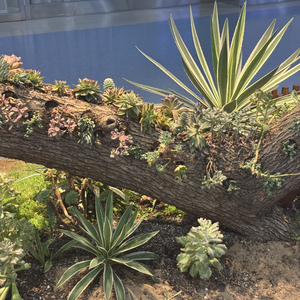 去可可托海滑雪遇爱人