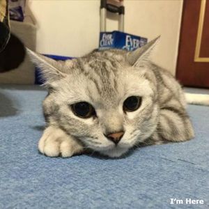 预览片段DJ Mr Steven - Feel My Soul(Preview) Mash Up