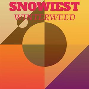 Snowiest Winterweed