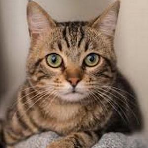 Fayetela Marhondza Remixx