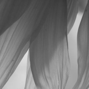 Sunflower (feat. Takara & Pastelle)