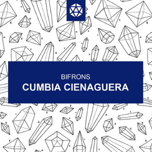 Cumbia Cienaguera