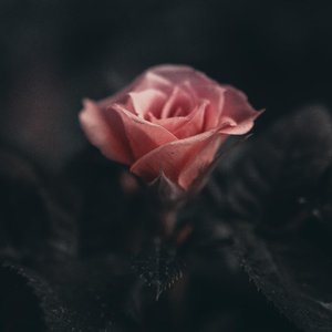 SeeYouAgain(feat.CharliePuth)_北极星小姐姐