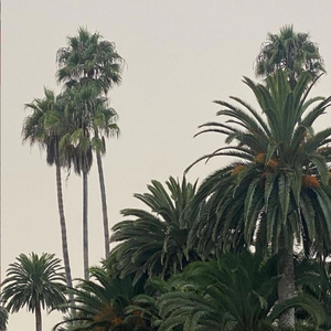 漫天落叶交杂着思念