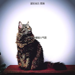 安静的小猫声音