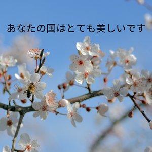 あなたの声は良いです