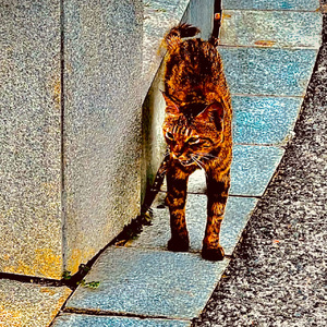 带我去远方（Remastered）