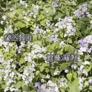 【东方栀子】春的街角